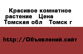 Красивое комнатное растение › Цена ­ 1 500 - Томская обл., Томск г.  »    